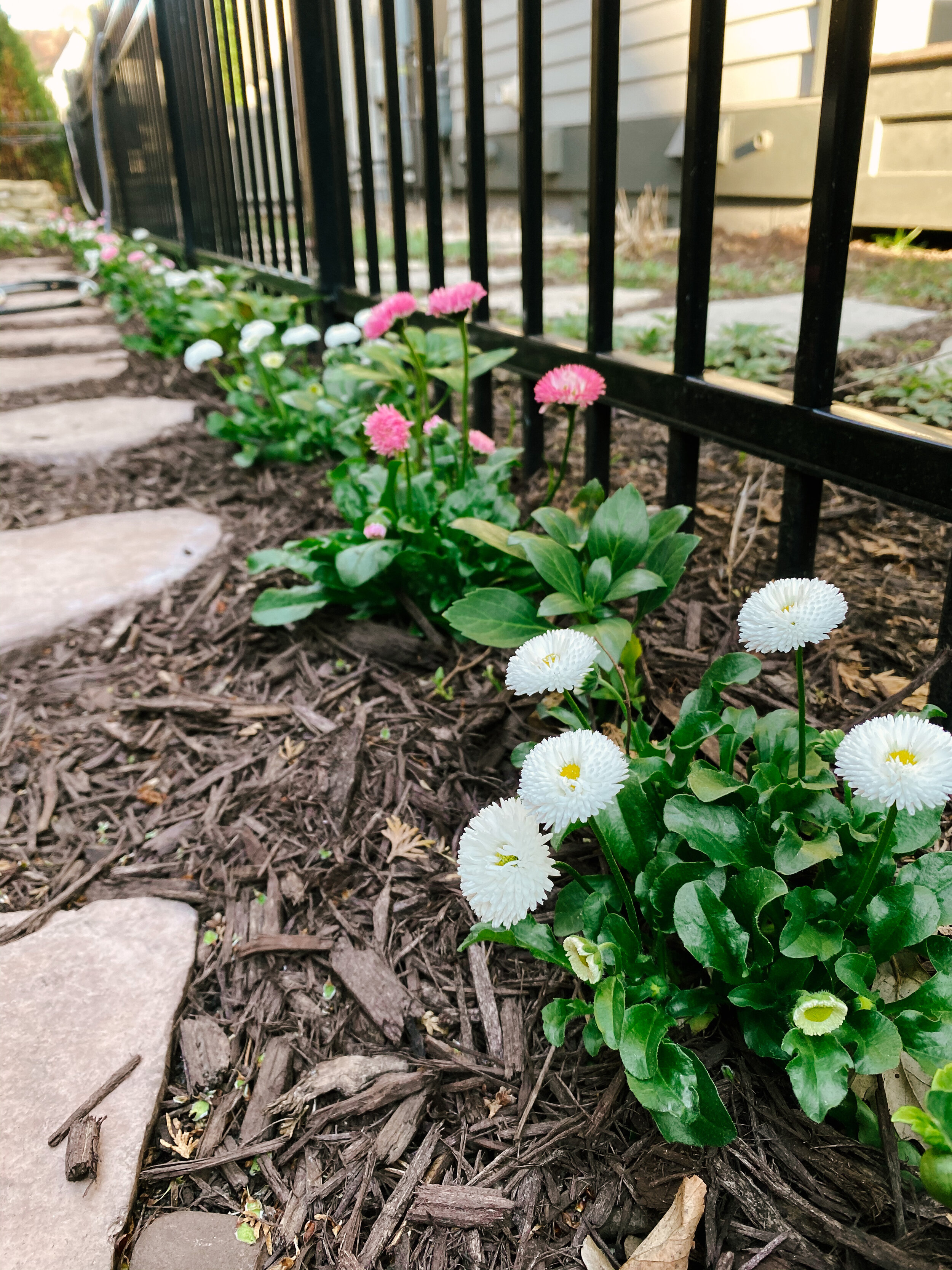 English Daisy and Japanese Pachysandra ground cover are long lasting and provide some nice colors