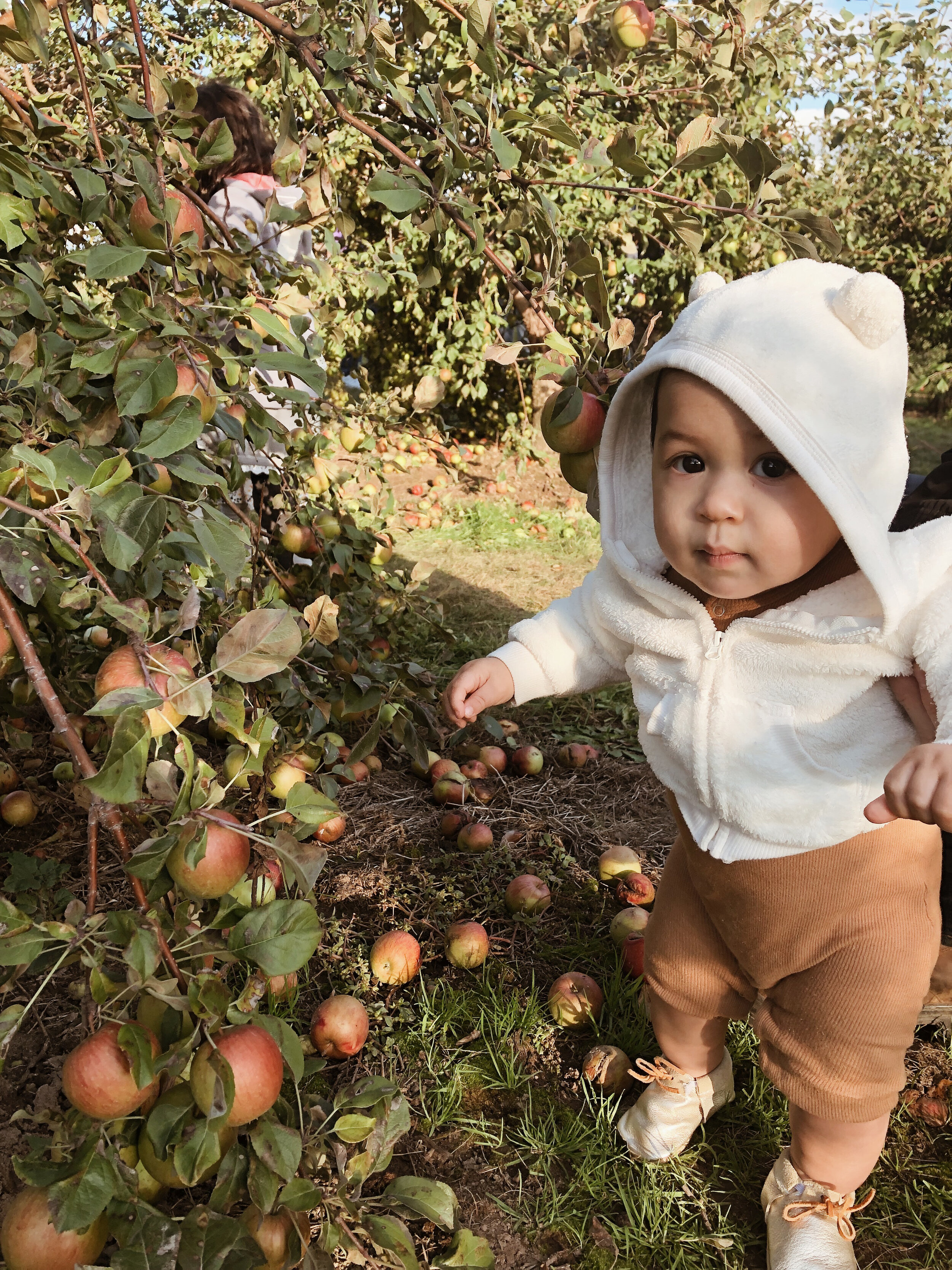 Took Jack Jack apple picking for the first time in 2019 at Aamodt’s apple farm.