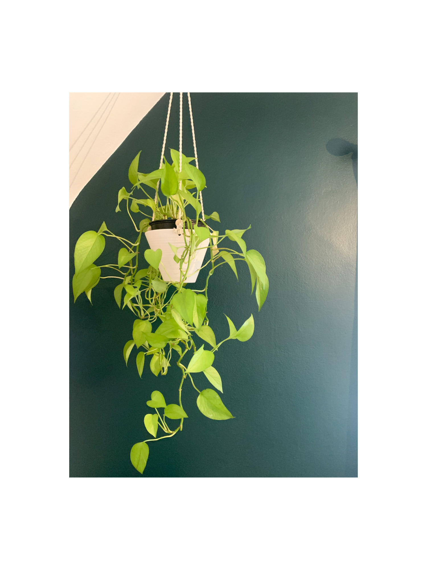 hanging planter