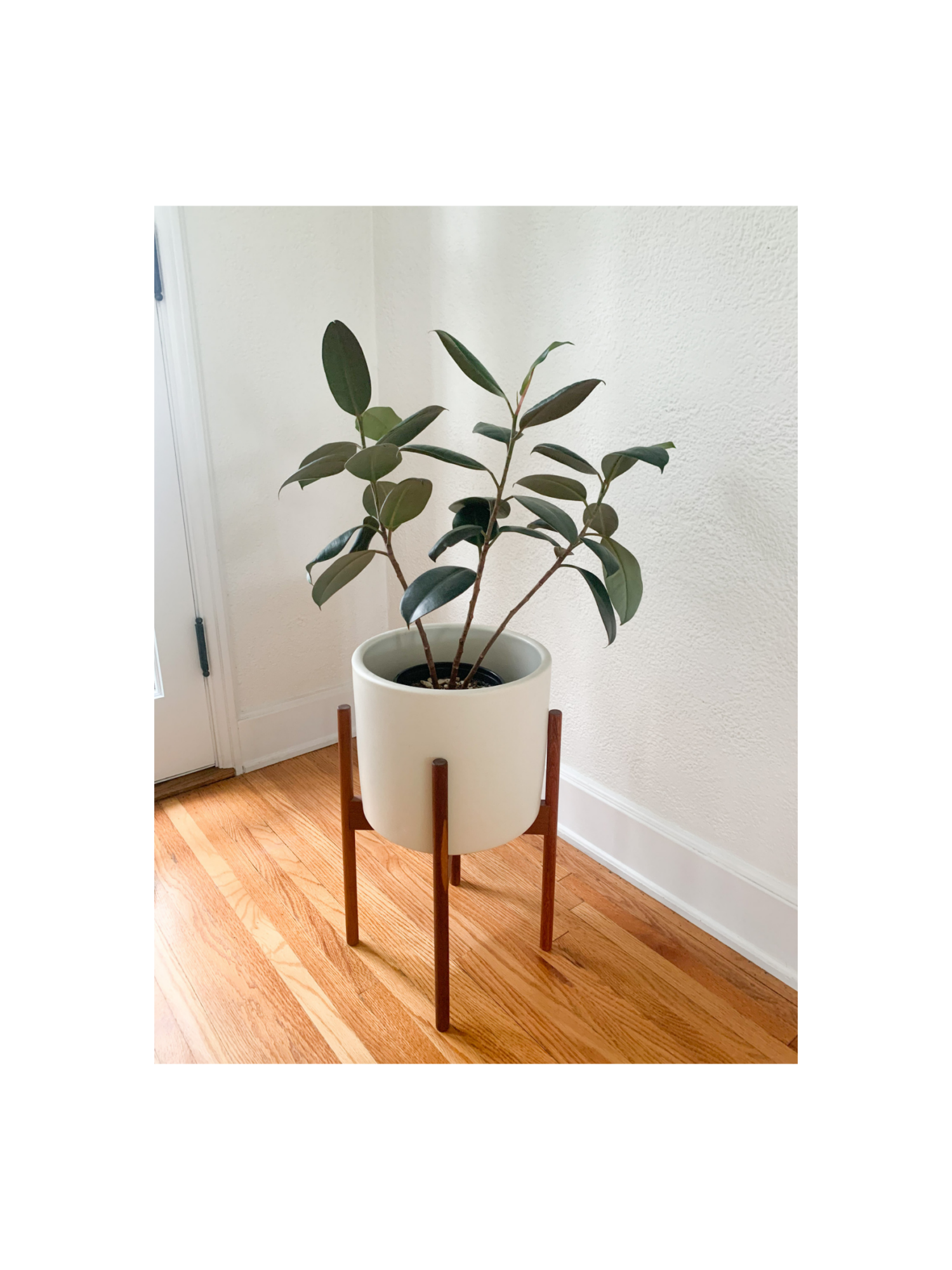 plant stand