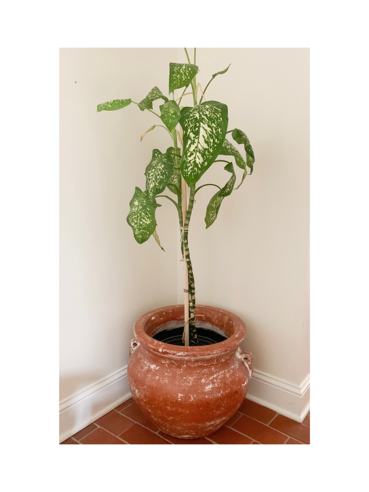 similar planters: dyssodia low planter, mini cache pot